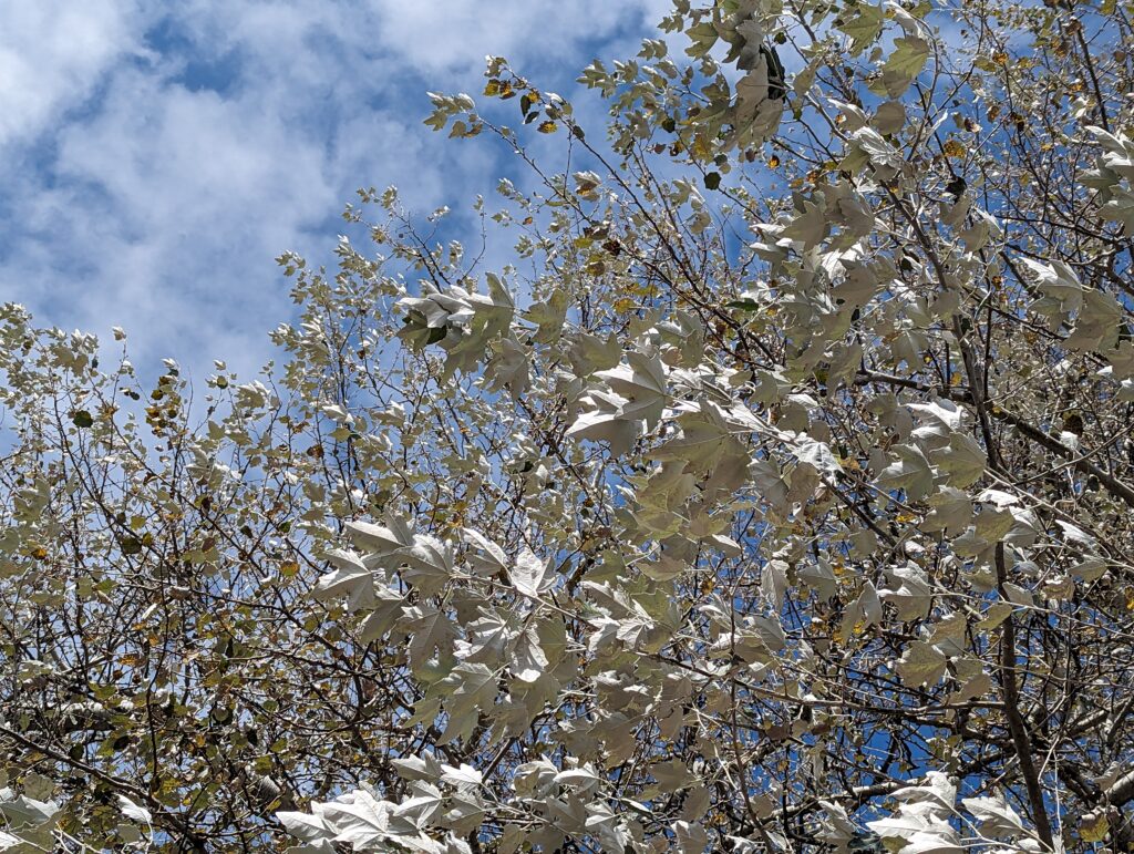 Baum mit weißen Blättern
