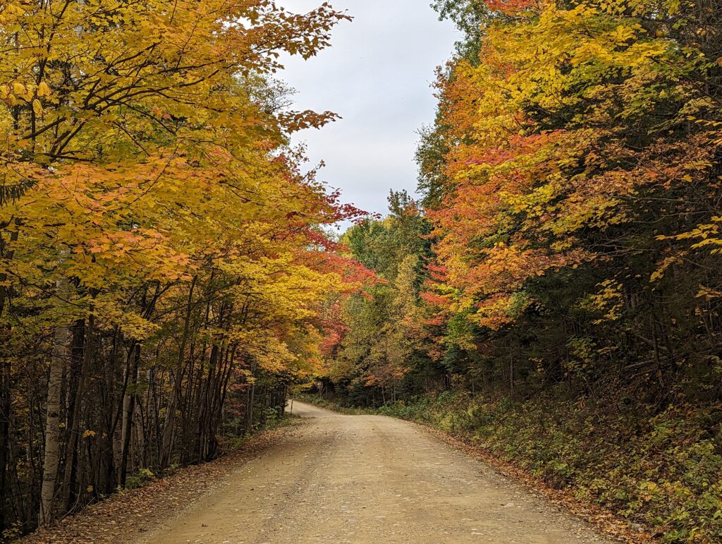 Straße mit Bäumen mit gelben Blättern am Rand